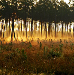 foret-landaise